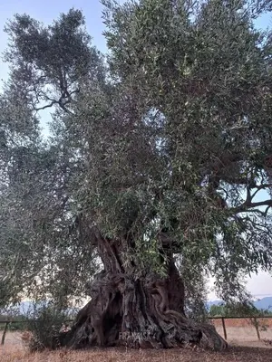 Paesaggio naturale nelle vicinanze dell'affittacamere