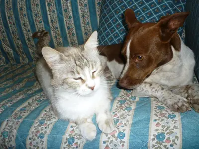 Ospiti di Su Trabi B&B con animali domestici