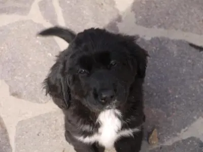 Ospiti di Su Trabi B&B con animali domestici