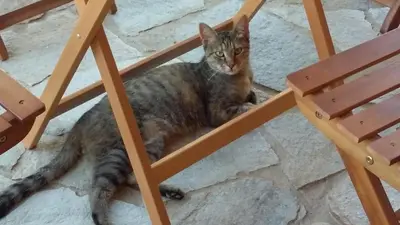 Ospiti di La Contea con animali domestici