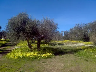 Giardino di Su Livariu