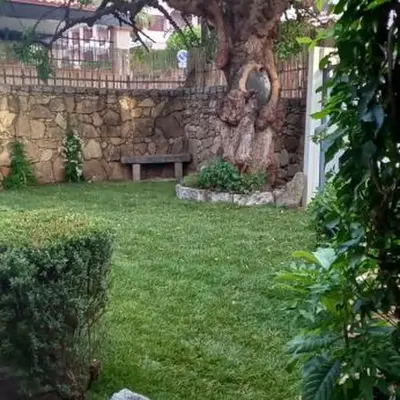 Il Glicine