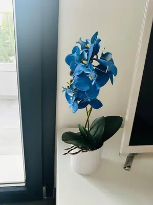 Planimetria di Blue Orchid Apartment, IUN S8460