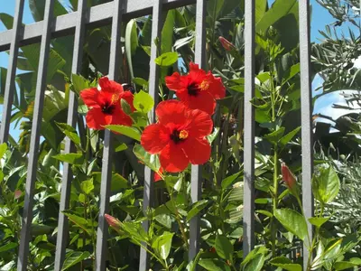 Giardino di B&B L'Asfodelo