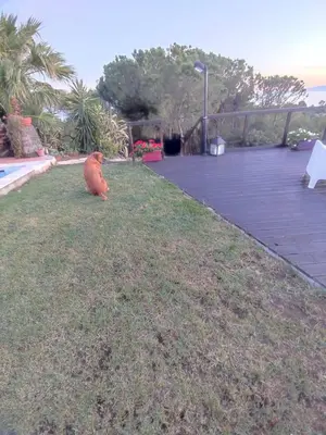 Giardino di Villa con piscina sul mare sud Sardegna