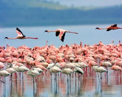 Altri animali domestici presso la casa vacanze o nei dintorni