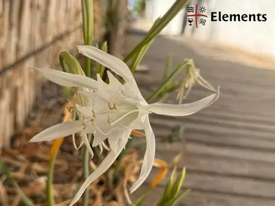 Planimetria di Elements