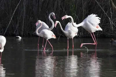 Altri animali domestici presso l'appartamento o nei dintorni