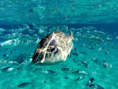 Altri animali domestici presso la casa vacanze o nei dintorni