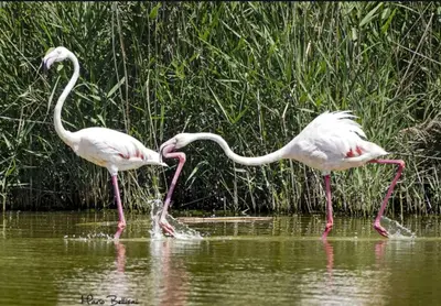 Altri animali domestici presso la casa vacanze o nei dintorni