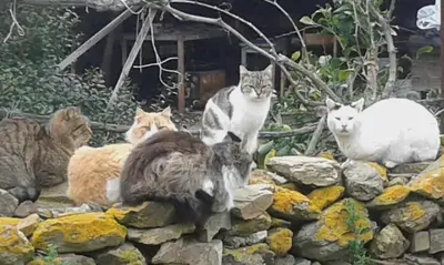 Altri animali domestici presso la casa vacanze o nei dintorni