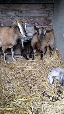 Altri animali domestici presso l'appartamento o nei dintorni