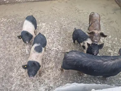 Altri animali domestici presso l'appartamento o nei dintorni