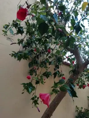 Giardino di Casa Oleandro - Sa Murta Apartments