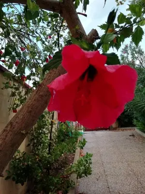 Giardino di Casa Oleandro - Sa Murta Apartments
