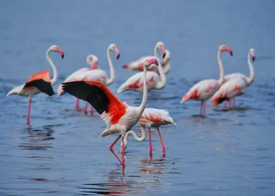 Altri animali domestici presso l'appartamento o nei dintorni
