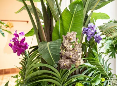 Giardino di Right House - Stampace Historic Centre