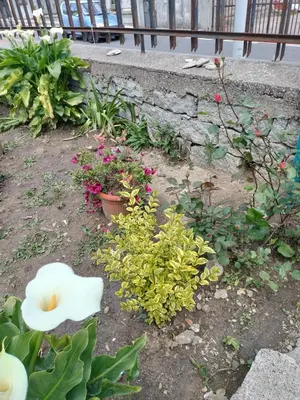 Giardino di beb san Nicola