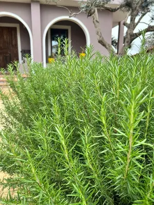 Giardino di Casa Mammai