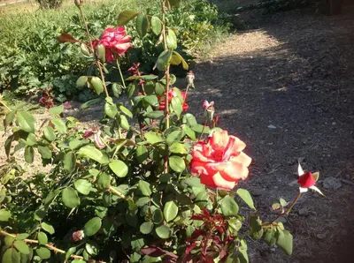 Giardino di Pisceneris Holiday Home