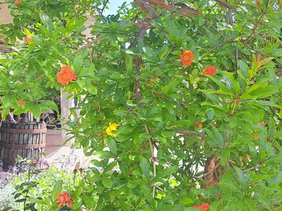 Giardino di I Girasoli Apartment - South Sardinia - Capoterra