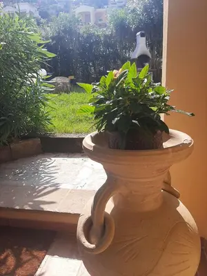 Giardino di Villa Tiziana