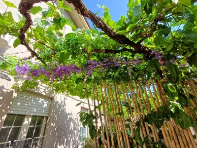 Giardino di Casa del Glicine