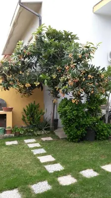 Giardino di Apartment Rose e Fiori Sardegna