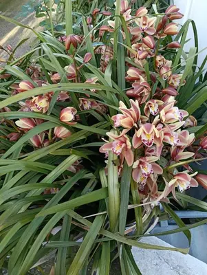 Giardino di L'orchidea