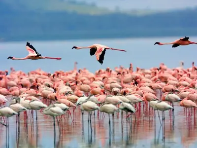 Altri animali domestici presso la casa vacanze o nei dintorni