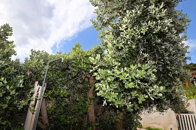 Giardino di AmareSardegna12 con vista mare