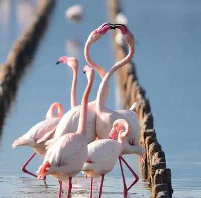 Altri animali domestici presso l'appartamento o nei dintorni