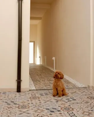 Ospiti di abbamele con animali domestici