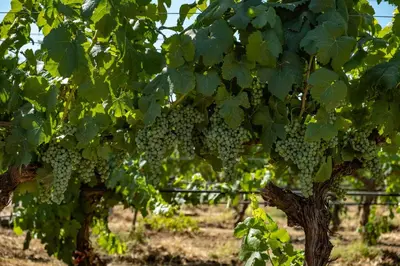 Giardino di Tenute Maestrale Wine Lodge