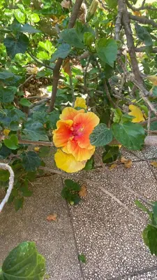 Giardino di Casa Ibiscus