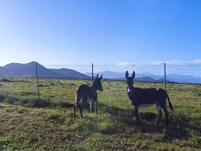 Altri animali domestici presso l'appartamento o nei dintorni