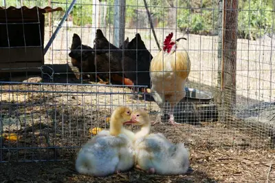 Altri animali domestici presso il bed & breakfast o nei dintorni
