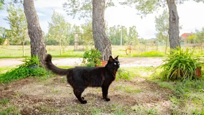 Ospiti di Affittacamere Soleluna con animali domestici