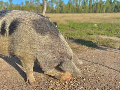 Altri animali domestici presso il bed & breakfast o nei dintorni