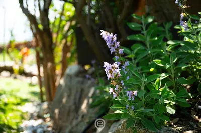 Giardino di Alessandra Garden Hideaway