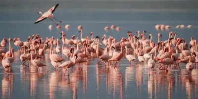 Altri animali domestici presso l'appartamento o nei dintorni