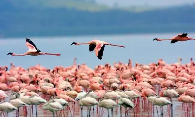 Altri animali domestici presso la casa vacanze o nei dintorni