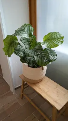 Planimetria di Solana Cagliari Apartment