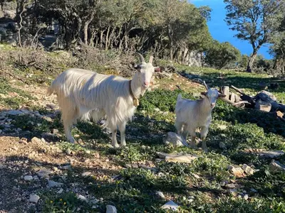 Altri animali domestici presso l'appartamento o nei dintorni