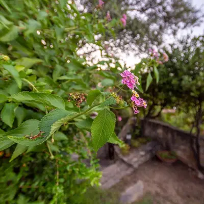Giardino di Asfodeli Holiday Home