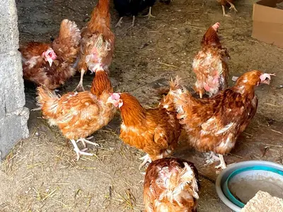 Altri animali domestici presso la casa vacanze o nei dintorni