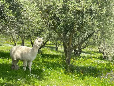 Altri animali domestici presso la casa vacanze o nei dintorni