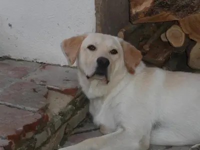 Ospiti di Locanda La Rosa con animali domestici