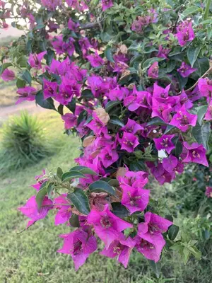 Giardino di Agriturismo Turudhis