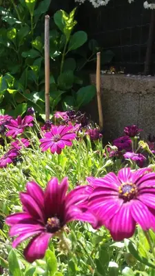 Giardino di I Girasoli